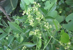 Rubia cordifolia