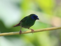 Erythrura trichroa