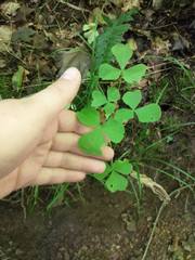 Oxalis illinoensis