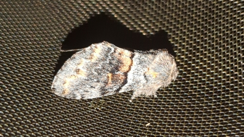 Banded Pebble Moth photo 4