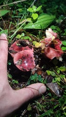 Russula nothofaginea