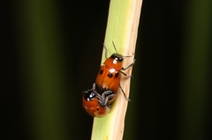 Physosmaragdina nigrifrons