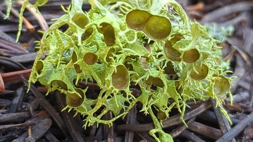 Brown-eyed Wolf Lichen (Letharia columbiana)