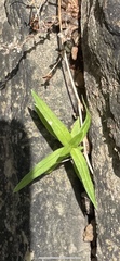Hexasepalum teres