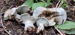 Hygrophorus caeruleus