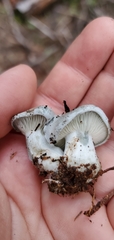 Hygrophorus caeruleus