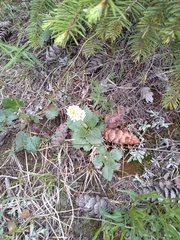 Micranthes rhomboidea