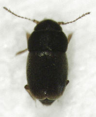 Ptiliodes austerus