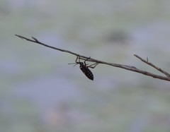 Pachylis neocalifornicus