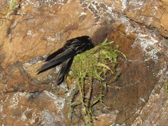 Aerodramus inquietus