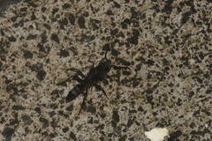 Leptogenys falcigera