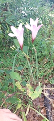 Zephyranthes robusta