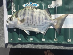 Selenotoca multifasciata