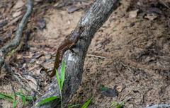 Uranoscodon superciliosus