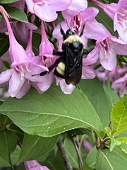 Bombus auricomus