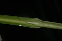 Zizania latifolia