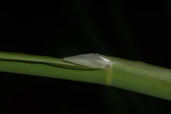 Zizania latifolia