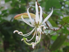 Bauhinia forficata