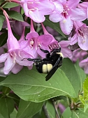 Bombus auricomus