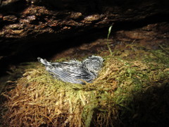 Aerodramus inquietus