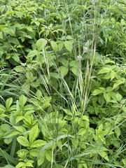 Hesperostipa spartea
