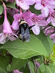 Bombus auricomus