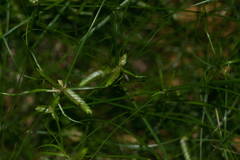 Cyperus gracilis