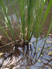 Zizania latifolia