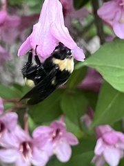 Bombus auricomus