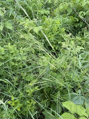 Hesperostipa spartea