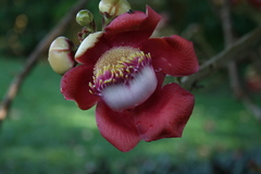 Couroupita guianensis