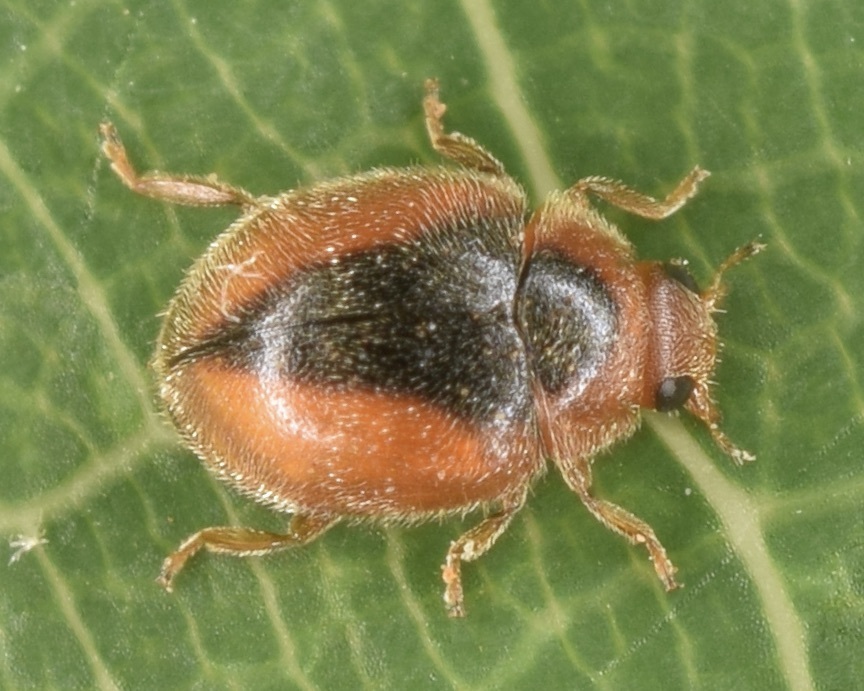 Loew's Lady Beetle