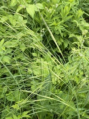 Hesperostipa spartea