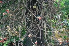Couroupita guianensis
