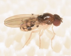 Mycodrosophila
