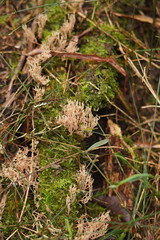 Artomyces austropiperatus
