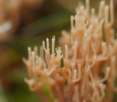 Artomyces austropiperatus