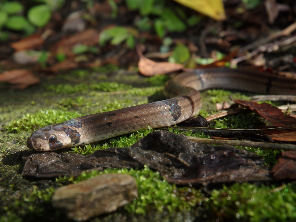 Ornate Kukri Snake