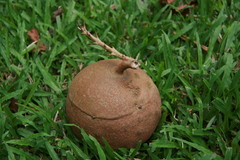 Couroupita guianensis