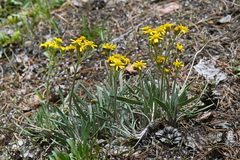 Packera werneriifolia