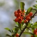 Firethorn - Photo (c) 
Joanna Boisse, some rights reserved (CC BY-SA)