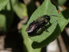 Andrena nigrocaerulea