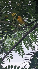 Sicalis flaveola