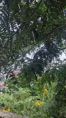 Sicalis flaveola