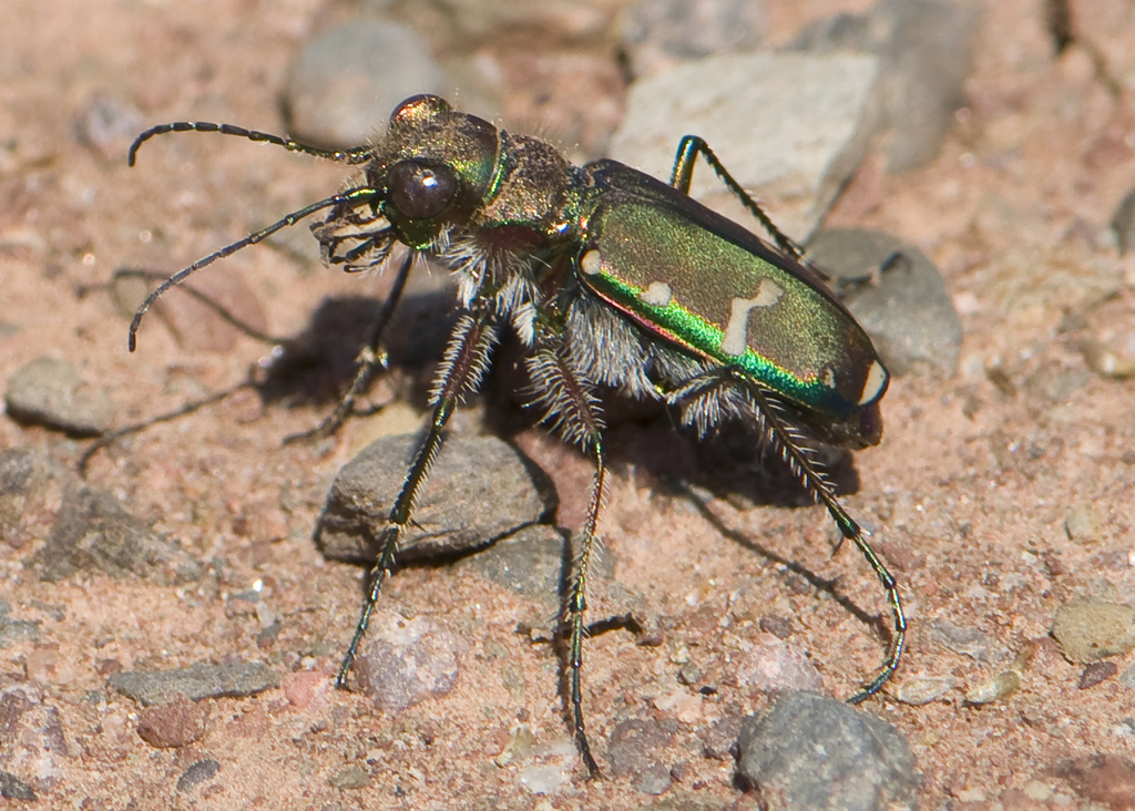 Common Claybank Tiger Beetle (Tiger Beetles of Maine) · iNaturalist
