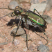 Common Claybank Tiger Beetle - Photo (c) Denis Doucet, some rights reserved (CC BY-NC), uploaded by Denis Doucet