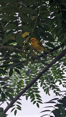Sicalis flaveola