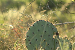 Opuntia