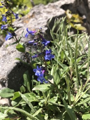 Penstemon humilis