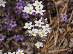 Leptosiphon breviculus